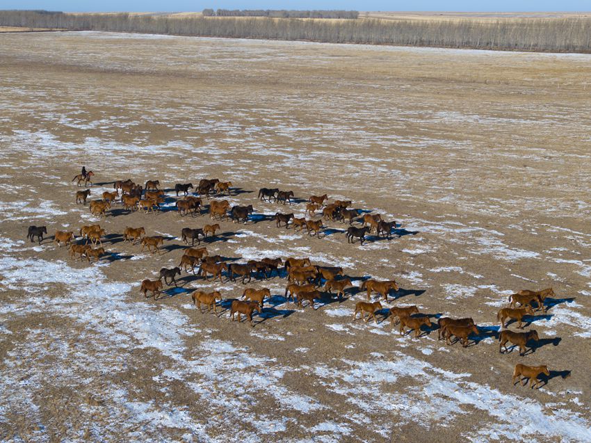寬廣的草原是蘇高血馬的舞臺。潘晟昱 攝