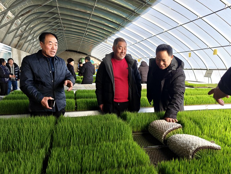 鎮賚縣的水稻種植大戶檢查水稻秧苗根系，給出了很高的評價