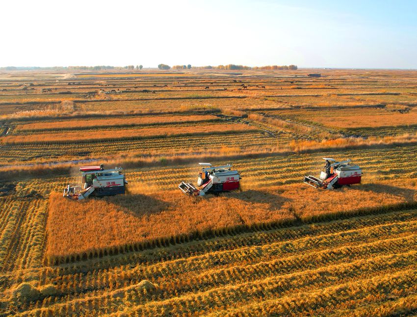 鎮賚縣建平鄉麗華家庭農場把鹽堿地改造成高產田，迎來金色收獲。