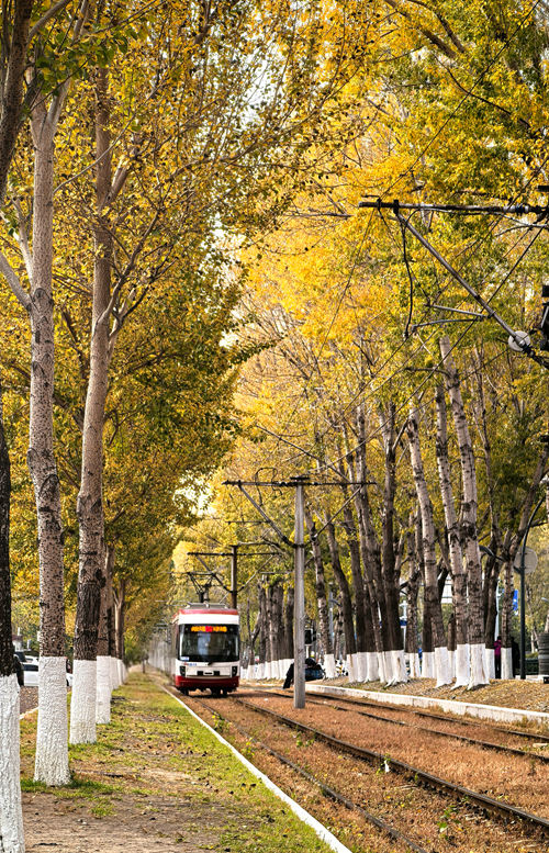 長春54路有軌電車（資料圖片）。人民網記者 王海躍攝