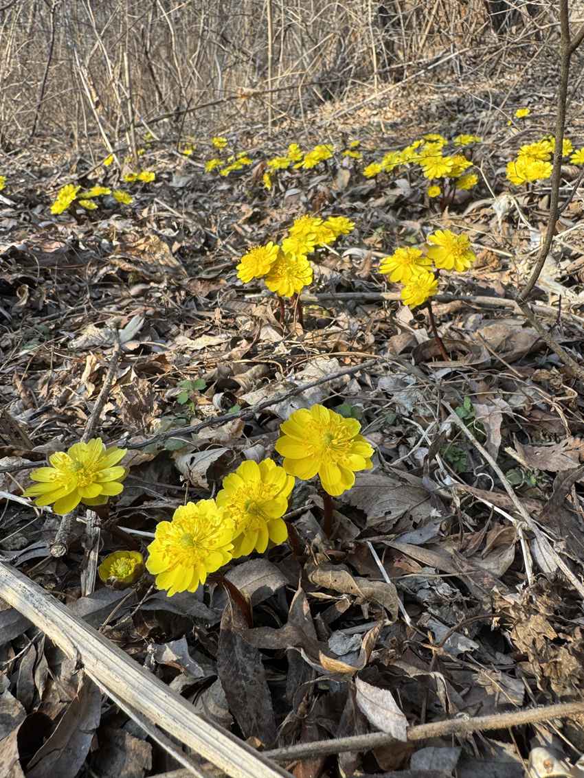 冰凌花向陽怒放