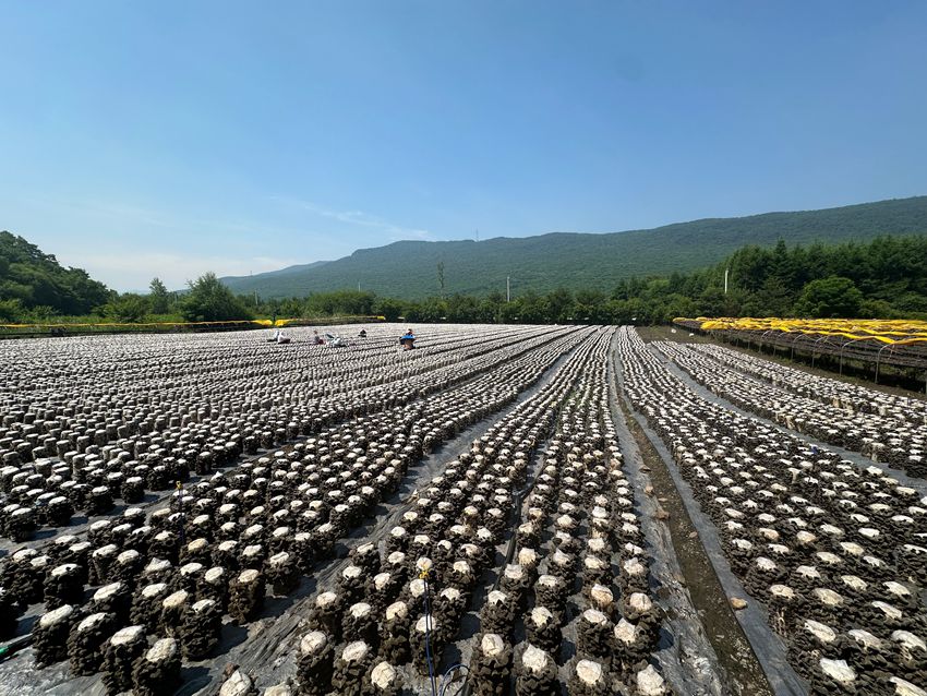 黑木耳項目建設實現各民族同胞在家門口打工