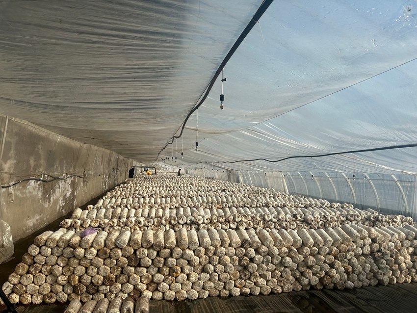 支邊村平菇項目日產300公斤帶動就業崗位10余個