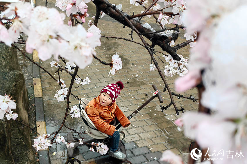 一位小朋友在樹下對雪花與“春花”相遇露出驚奇的表情。人民網記者 李成偉攝