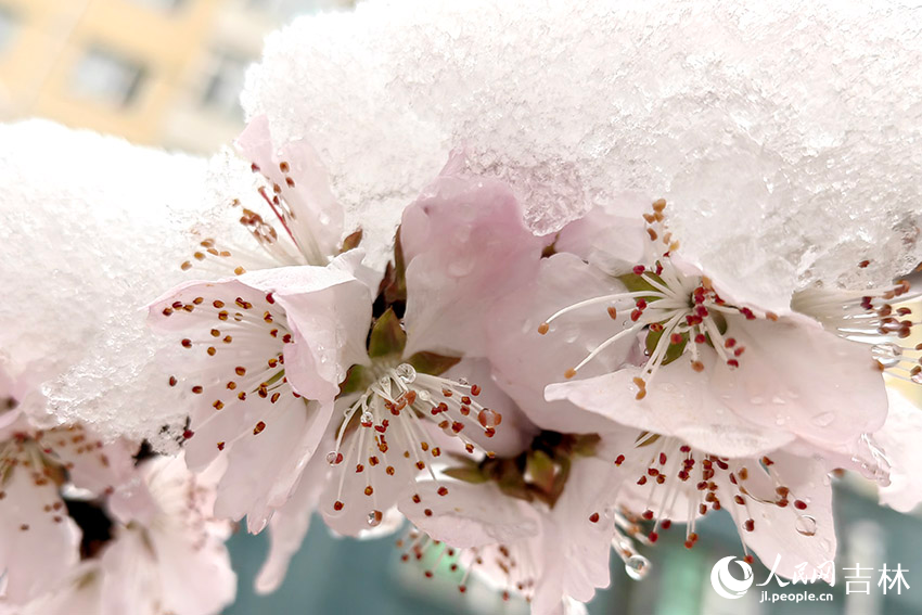 雨雪中的“春花”。人民網記者 李成偉攝