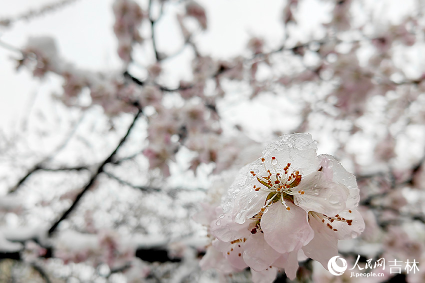 雨雪中的“春花”。人民網記者 李成偉攝