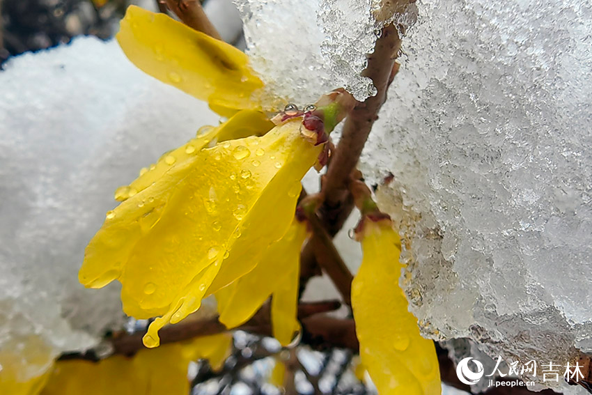 雨雪中的“春花”。人民網記者 李成偉攝