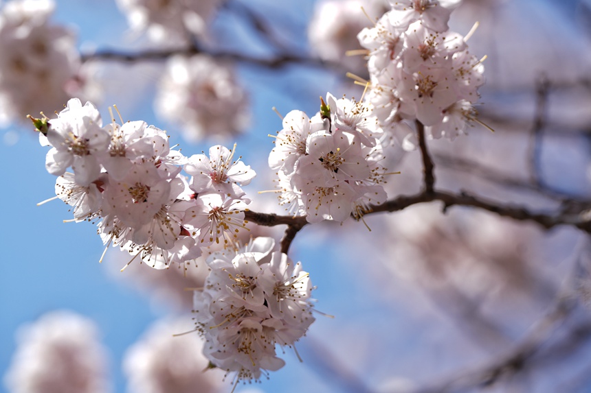 暖陽中綻放的杏花。人民網記者 李洋攝