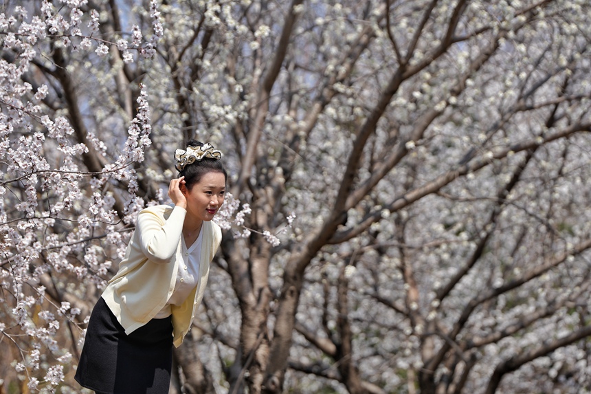 游客在吉林大學南嶺校區杏樹旁拍照留念。人民網記者 李洋攝