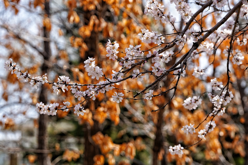 吉林大學校園內，杏花競相綻放。人民網記者 李洋攝