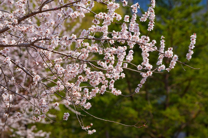 4月20日，吉林大學杏花大道杏花盛開，迎來最佳觀賞期。人民網記者 李洋攝