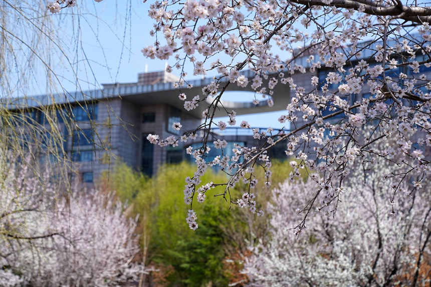 杏花掛滿枝頭美不勝收。人民網記者 李洋攝