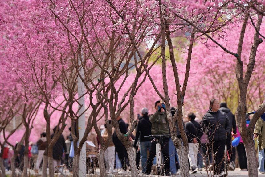 過往行人徜徉于梅花花海之中。人民網記者 李洋攝