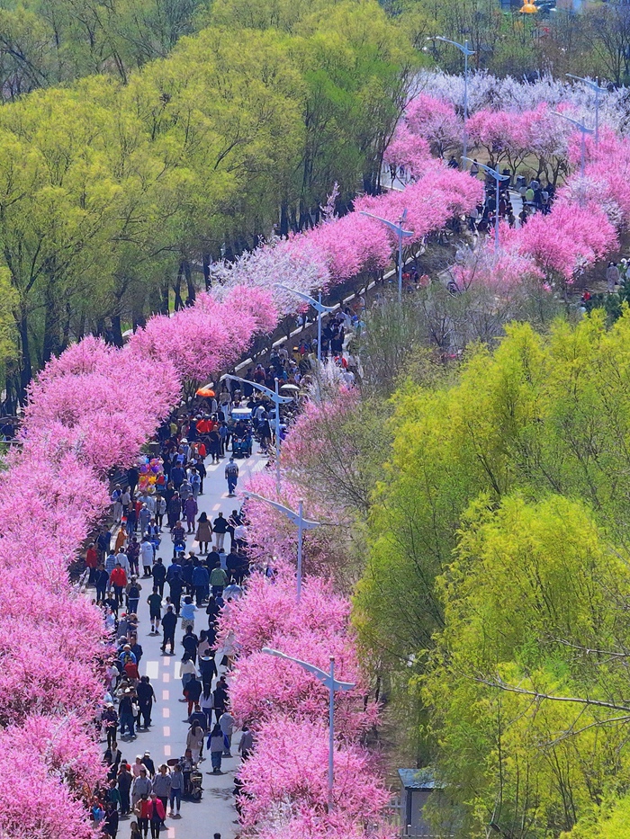 盛開的梅花匯成了一條綿延的花海長廊。人民網記者 李洋攝