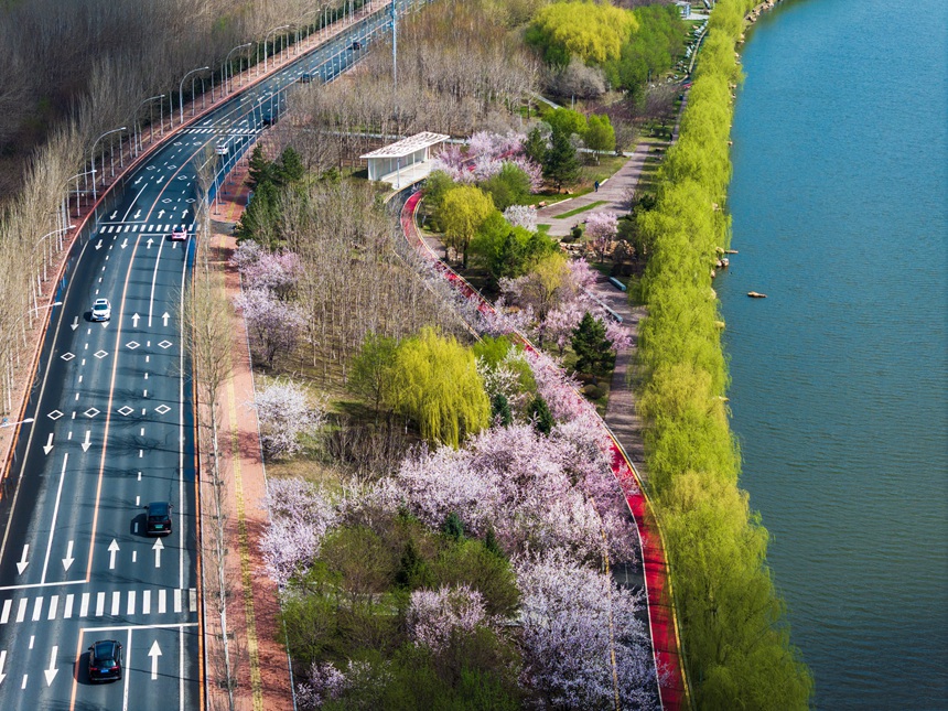 長春伊通河畔花開正艷。李向東 攝