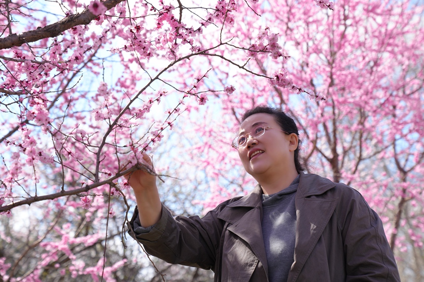 游客在梅花大道上觀賞盛放的梅花。人民網記者 李洋攝