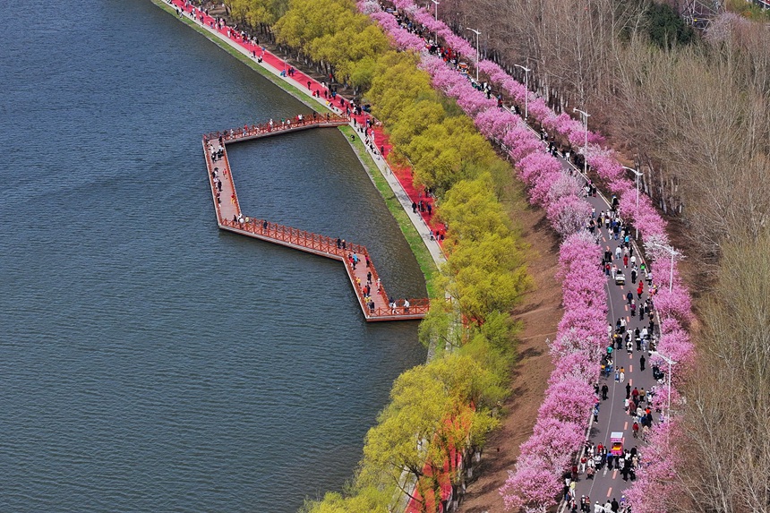 由花海長廊點綴的長春伊通河。人民網記者 李洋攝