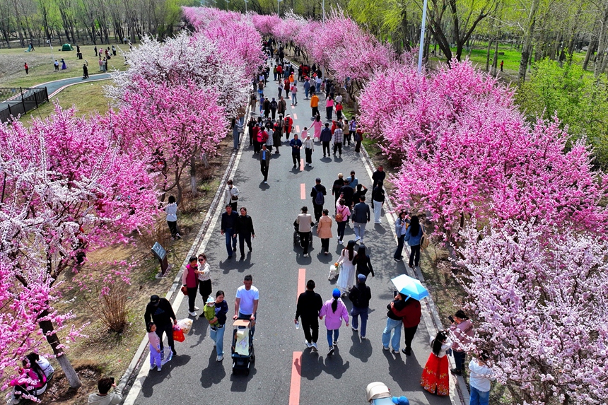 長春伊通河畔梅花大道美不勝收。人民網記者 李洋攝