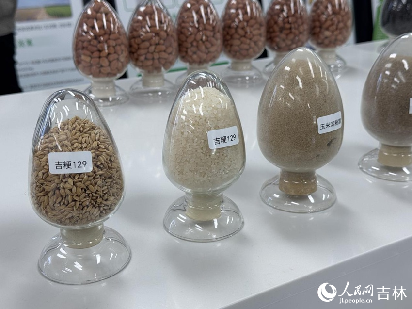 吉林省農業科學院水稻研究所選育的吉粳129水稻品種。人民網記者 李思玥攝
