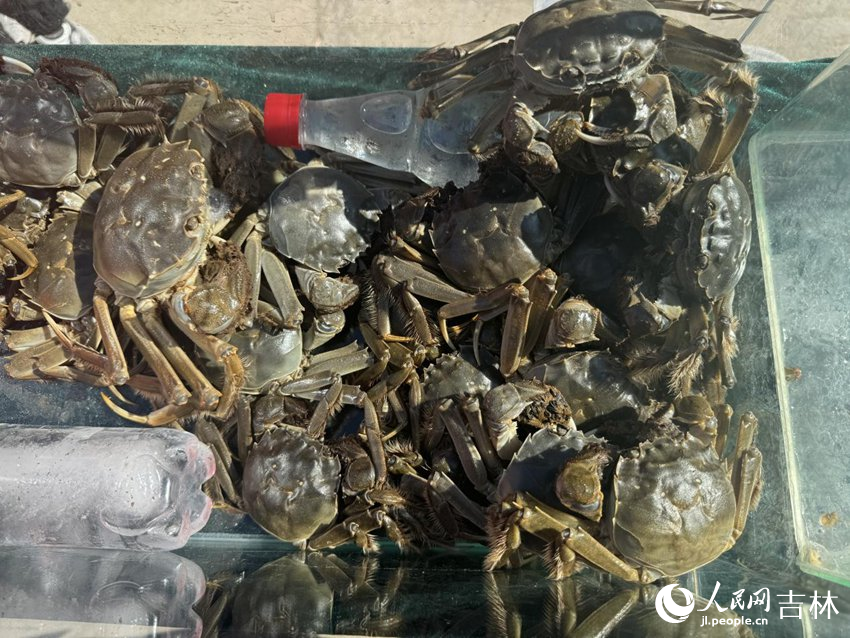 匯聚農業科技發展有限公司養殖的大閘蟹。人民網記者 李思玥攝（資料圖片）