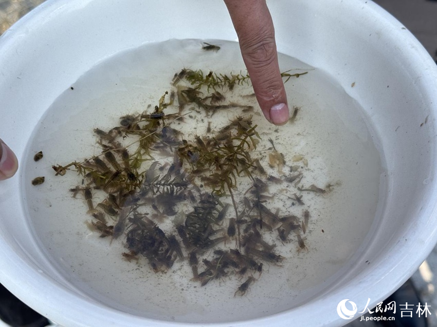 匯聚農業科技發展有限公司負責人葛俊向記者展示小龍蝦苗。人民網記者 李思玥攝