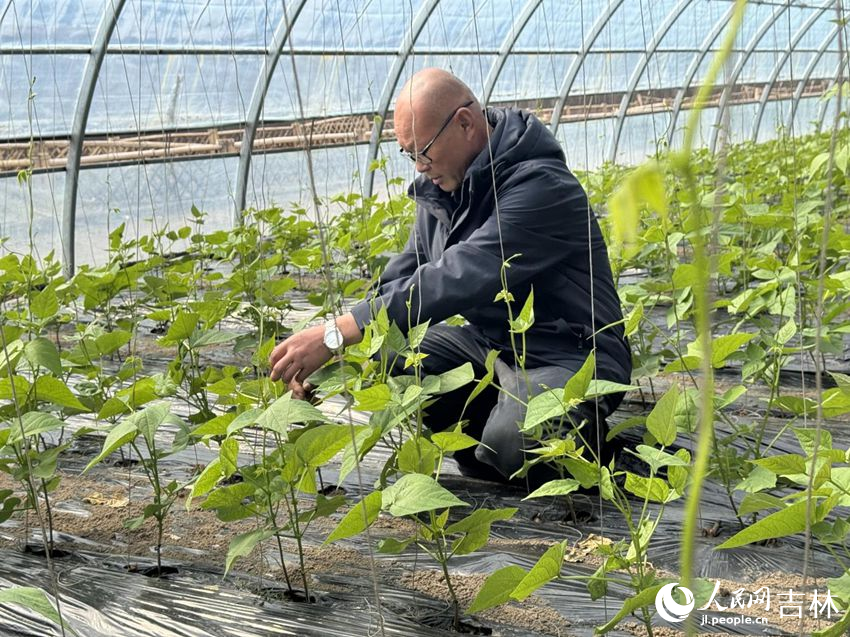 南崗子村的溫室大棚內綠意盎然。人民網記者 李思玥攝