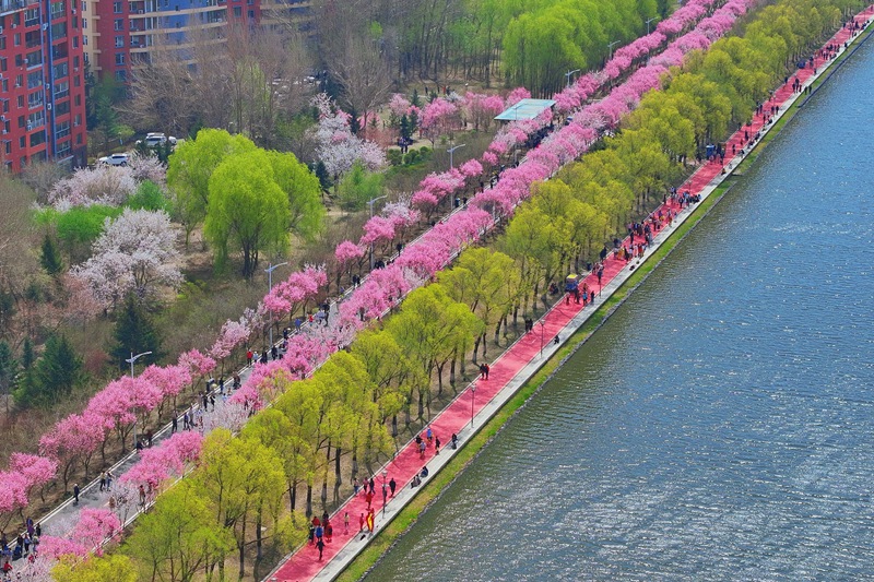 長春伊通河春日景觀。人民網記者 李洋攝