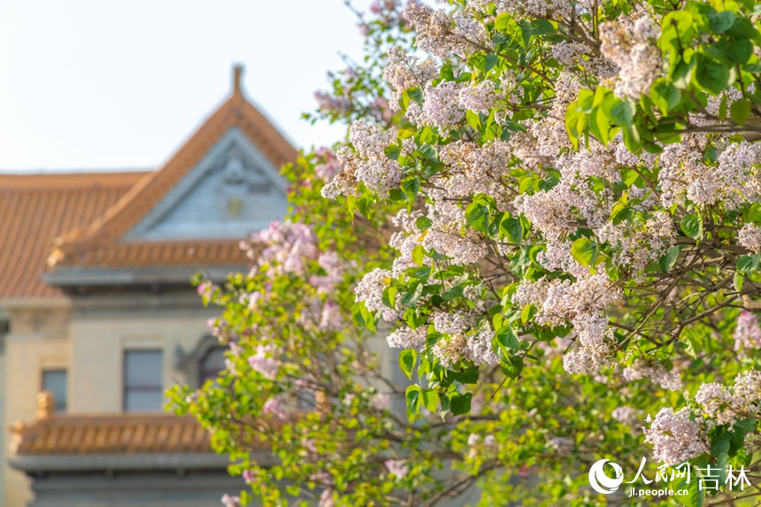 “五一”假期，長春偽滿皇宮博物院百年丁香綻放。楊銘 攝