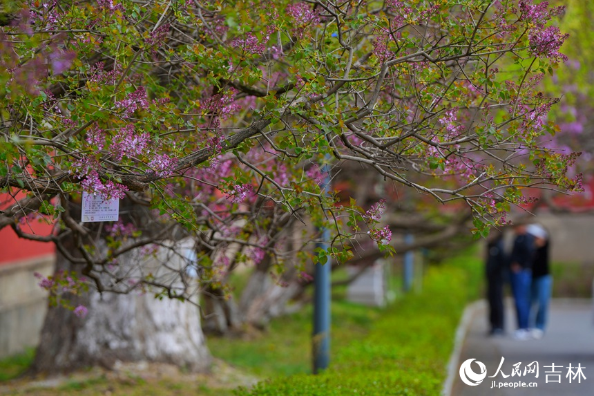 百年丁香悄然綻放。人民網記者 李洋攝