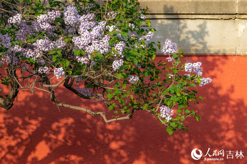 紅墻邊綻放的丁香。人民網記者 李洋攝