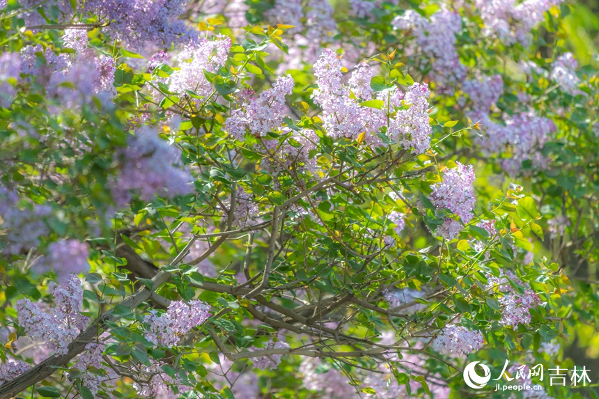 一簇簇丁香紫花如云似霧。人民網記者 李洋攝