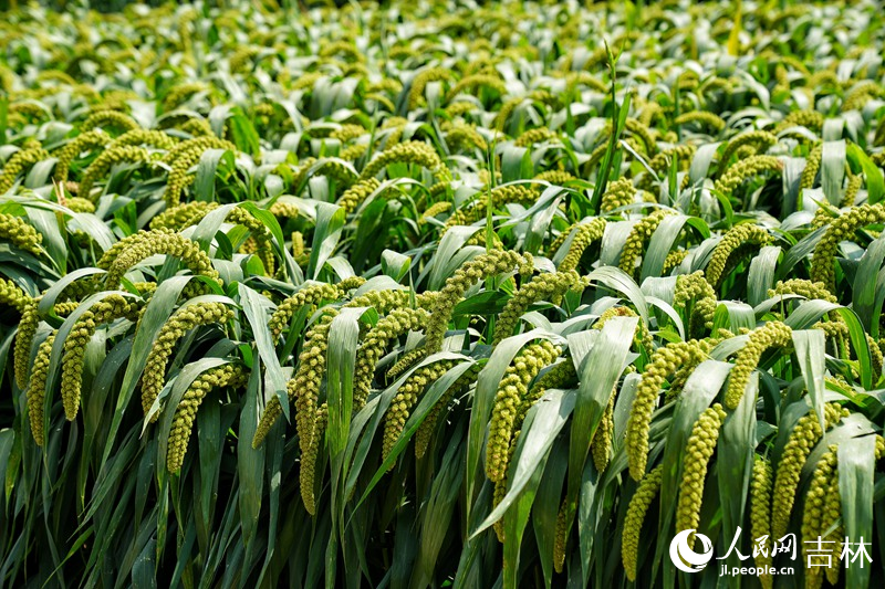 產自吉林的高品質農作物。人民網記者 李洋攝
