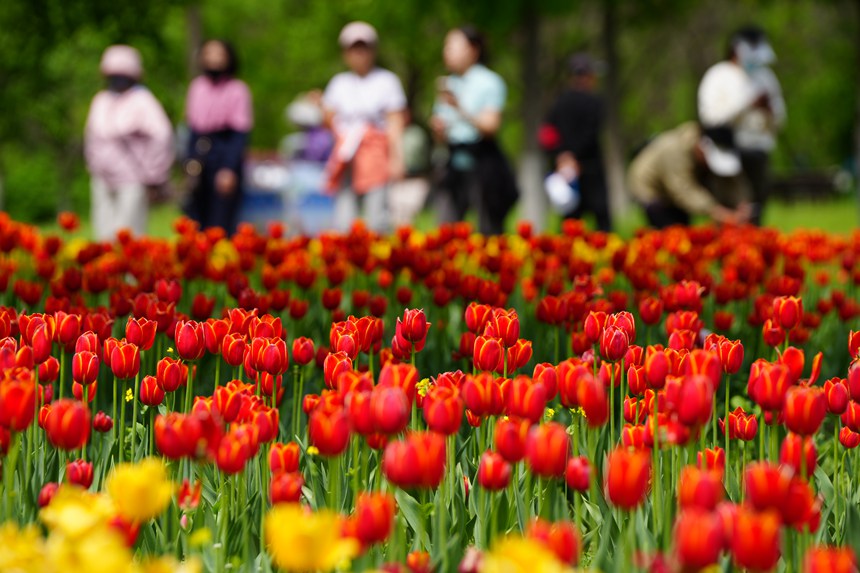 初夏時節，長春公園郁金香綻放。人民網記者 李洋攝
