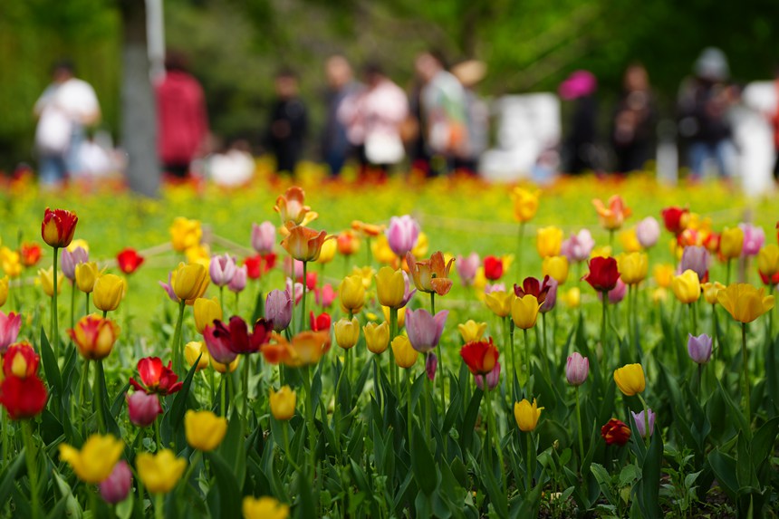 游客在公園中欣賞郁金香。人民網記者 李洋攝