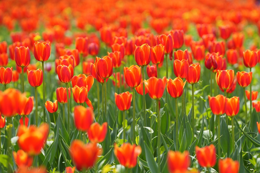 近日，長春公園郁金香次第綻放似油畫一般。人民網記者 李洋攝