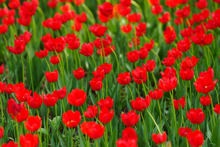 公園內，郁金香競相綻放。人民網記者 李洋攝