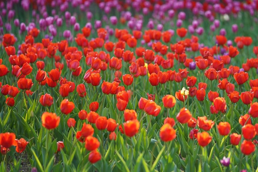 近日，長春公園各色的郁金香次第綻放。人民網記者 李洋攝