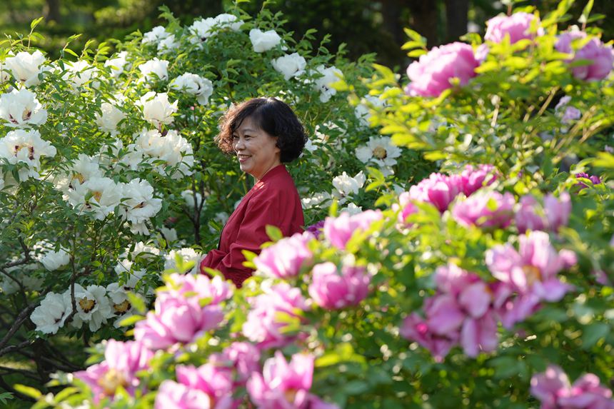 吉林長春:牡丹盛放香溢遠【3】