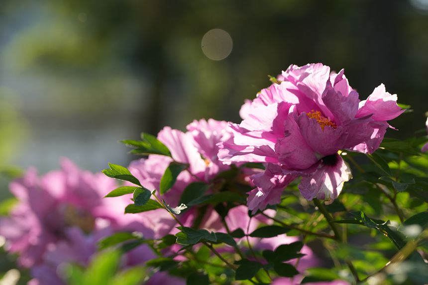 吉林長春:牡丹盛放香溢遠【12】