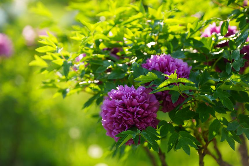 吉林長春：牡丹盛放香溢遠【8】