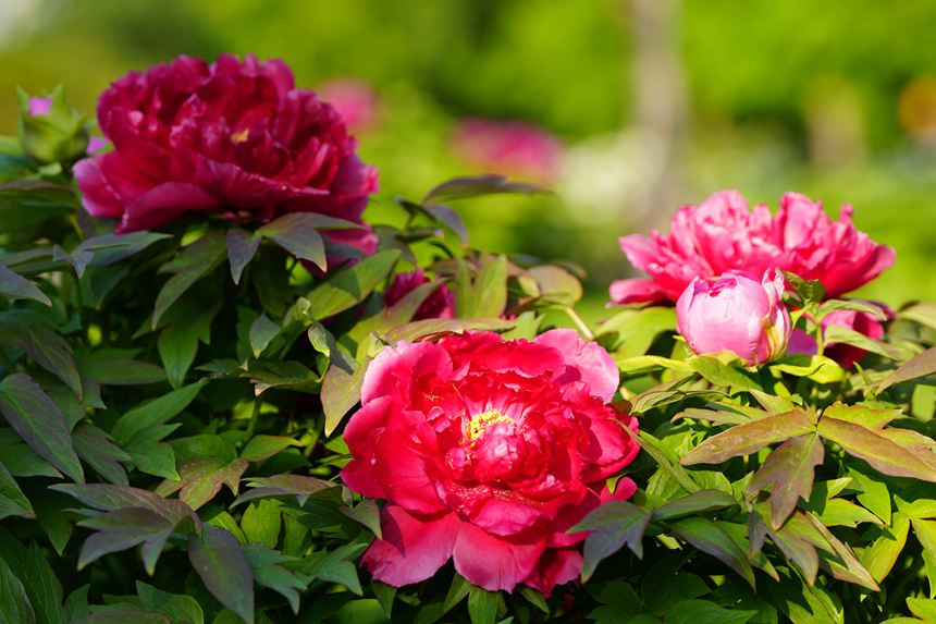 吉林長春:牡丹盛放香溢遠【5】