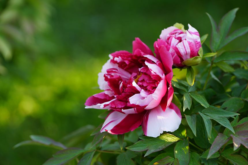 吉林長春:牡丹盛放香溢遠【10】