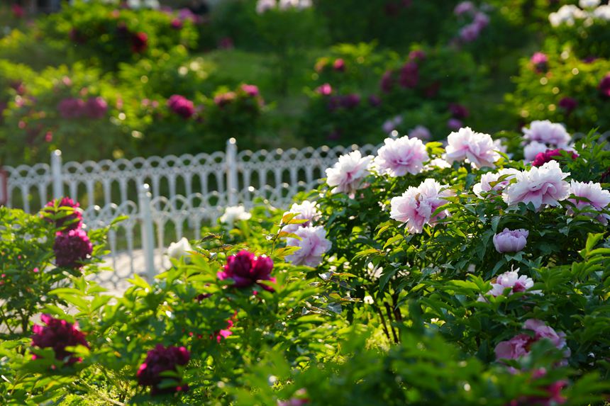 吉林長春:牡丹盛放香溢遠【7】