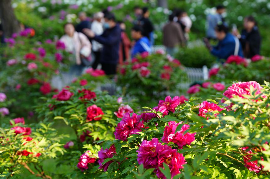 吉林長春：牡丹盛放香溢遠【6】