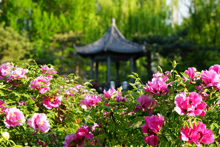 吉林長春：牡丹盛放香溢遠