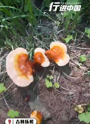 白山市撫松縣查看詳情喜上“芝”頭 見者好運吉林省白山市撫松縣，樹林里種植珍貴靈芝、人參。喜上“芝”頭！見者好運！