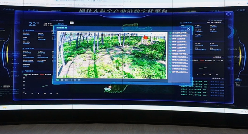 通化人參全產業鏈數字化平臺。石天蛟攝
