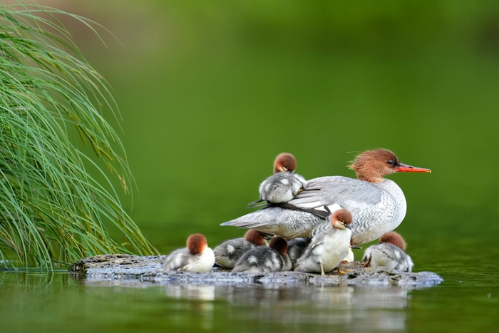 中華秋沙鴨。李志宏 攝