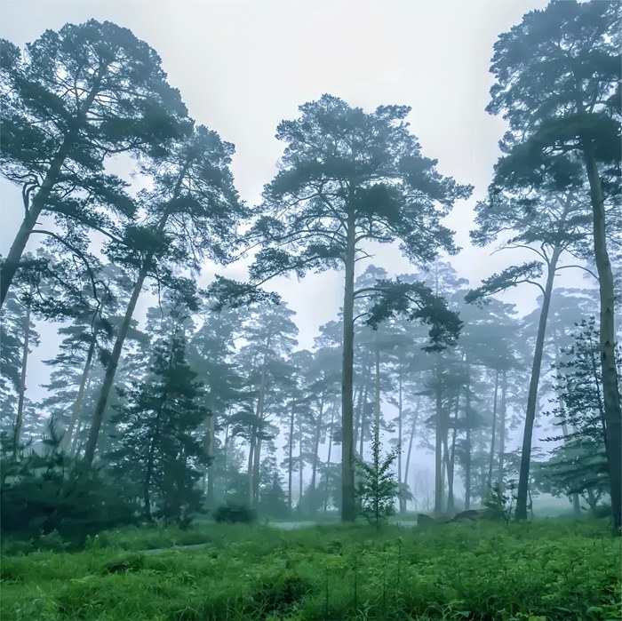 長白山美人松公園。來源：悠游吉林