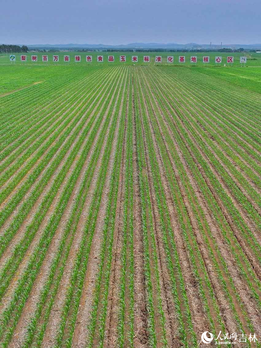 國家百萬畝綠色食品原料（玉米）標準化生產基地核心示范區。人民網記者 李洋攝